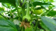 Kako se riješiti uši na biber